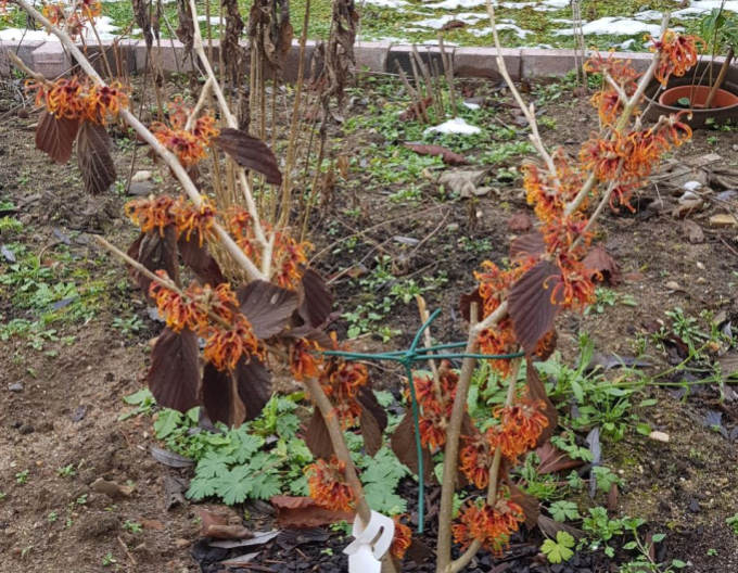 Vilín Orange Beauty