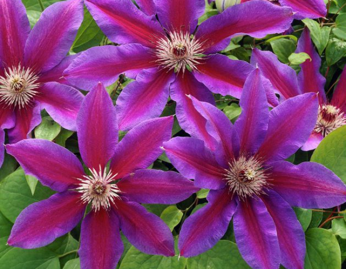 Clematis Akaishi