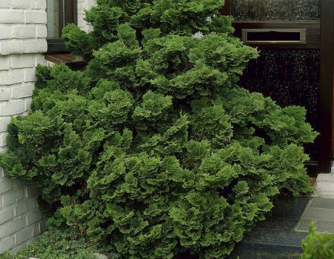 Cypřišek Nana Gracil