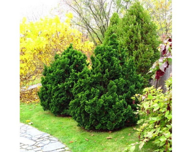 Cypřišek Nana Gracil