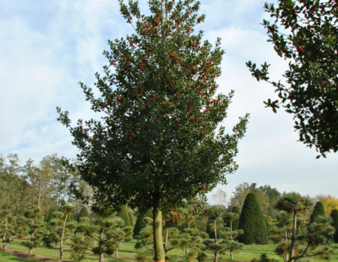 Cesmína ostrolistá na kmínku