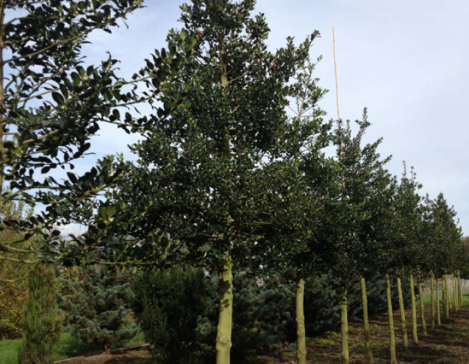 Cesmína ostrolistá na kmínku