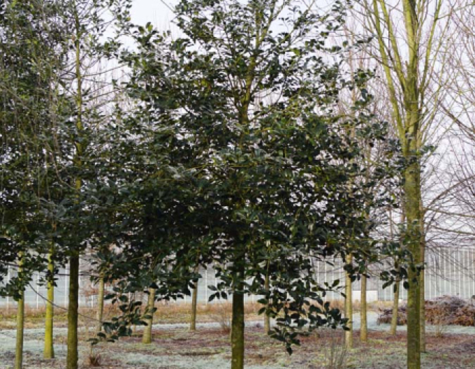 Cesmína ostrolistá na kmínku