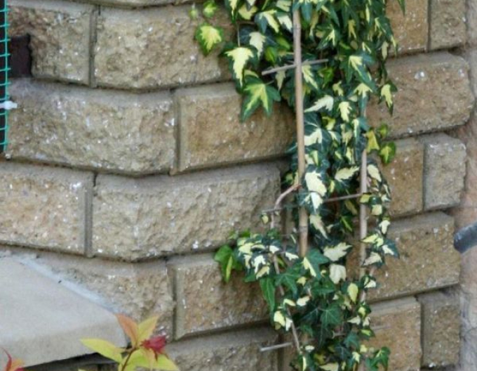 Břečťan popínavý ’Goldheart’