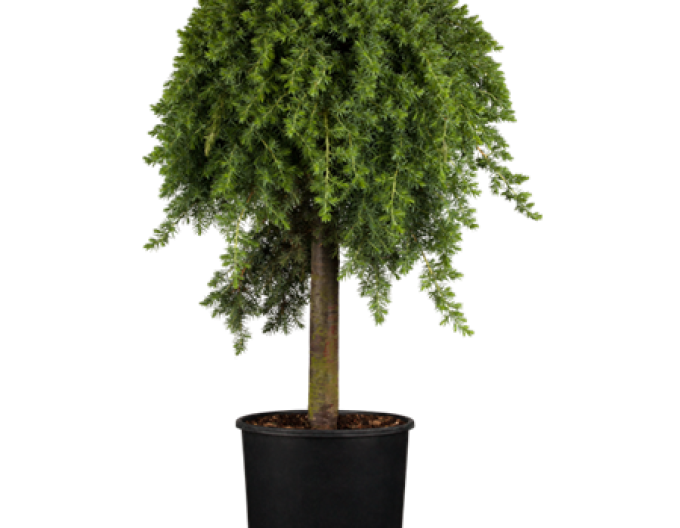 Jalovec Blue Pacific na kmínku