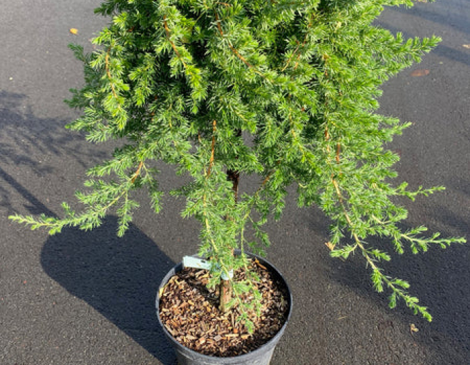 Jalovec Blue Pacific na kmínku