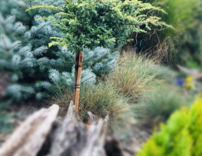 Jalovec Golden Shade na kmínku