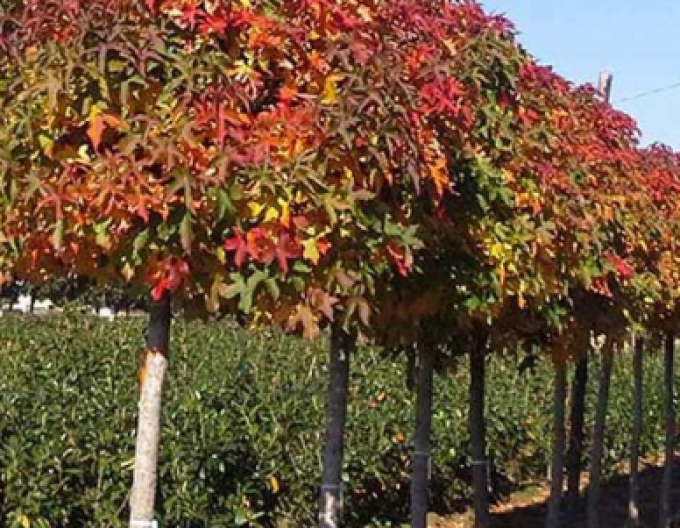 Ambroň Gumball na kmínku