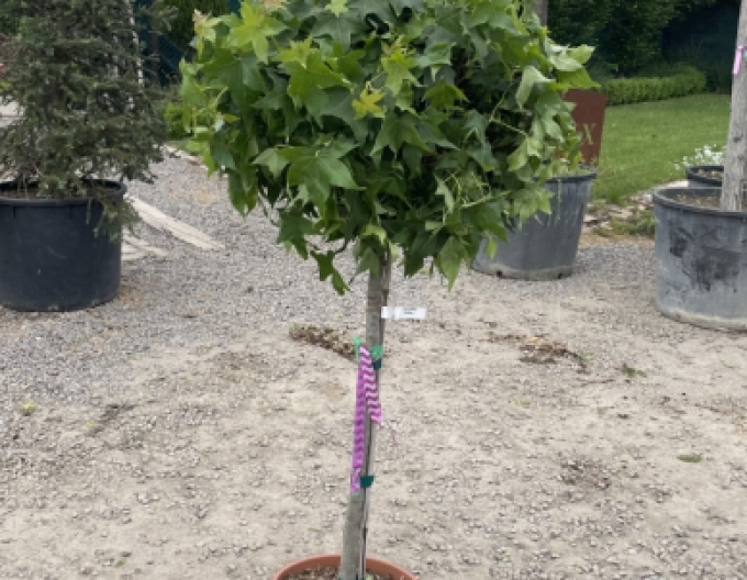 Ambroň Gumball na kmínku