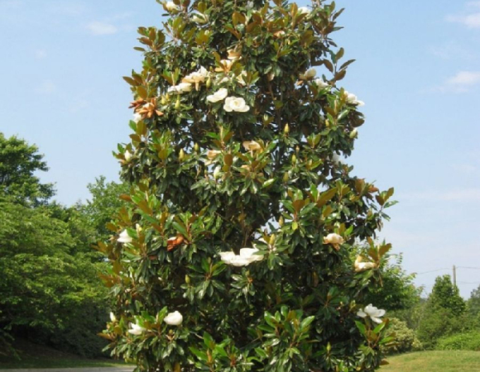 Magnolie velkokvětá Francois Treyve 200 - 250cm