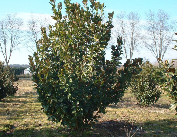 Magnolie velkokvětá Francois Treyve 200 - 250cm