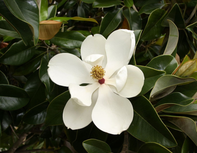 Magnolie velkokvětá Francois Treyve 200 - 250cm