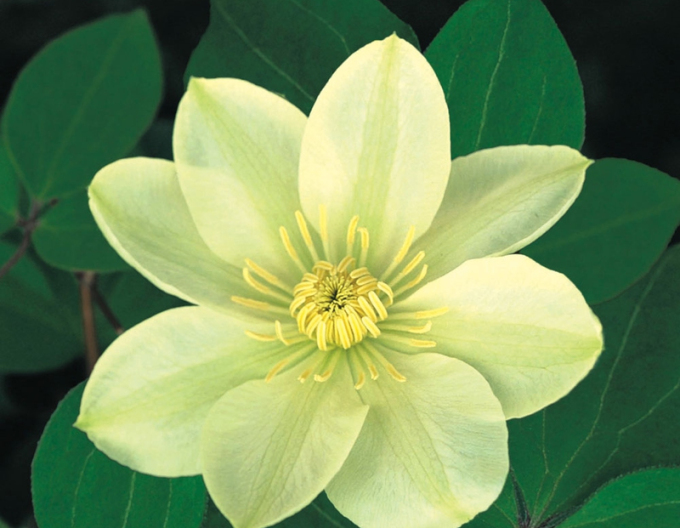 Clematis Guernsey Cream