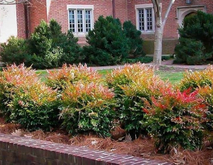 Nandina ´Gulf Stream´ 20/25cm