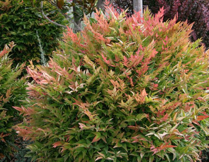 Nandina ´Gulf Stream´