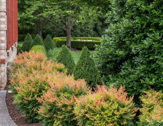 Nandina ´Gulf Stream´