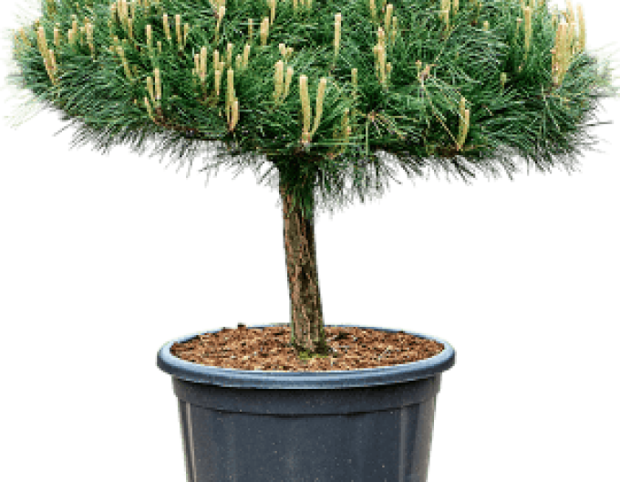 Borovice černá  Brepo´ na kmínku 20cm