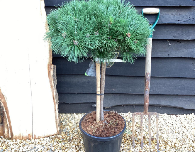 Borovice černá  Brepo´ na kmínku 20cm