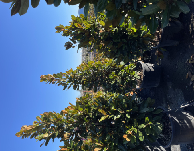 Magnolie velkokvětá Francois Treyve 200 - 250cm