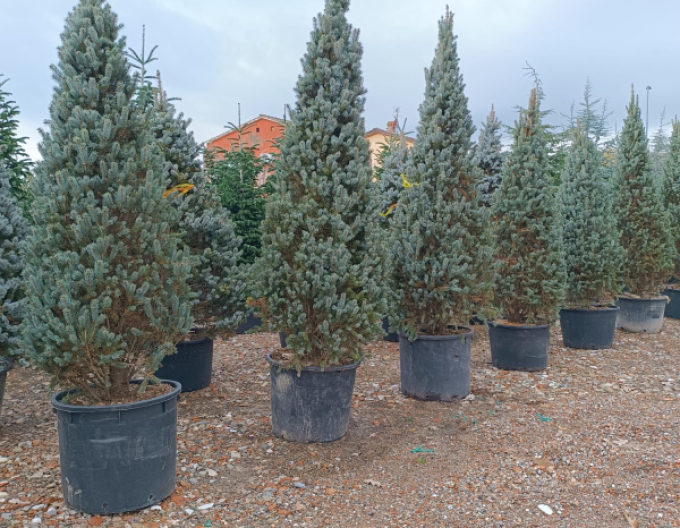 Smrk  pichlavý  ´Kosteriana Fastigiata Glauca´