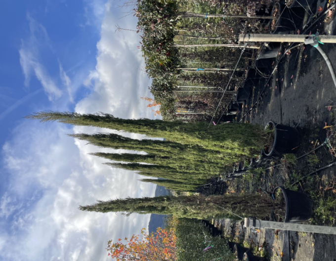 Cypřiš stálezelený