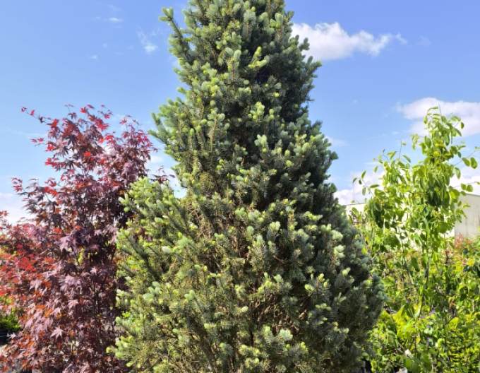 Smrk  pichlavý  ´Kosteriana Fastigiata Glauca´