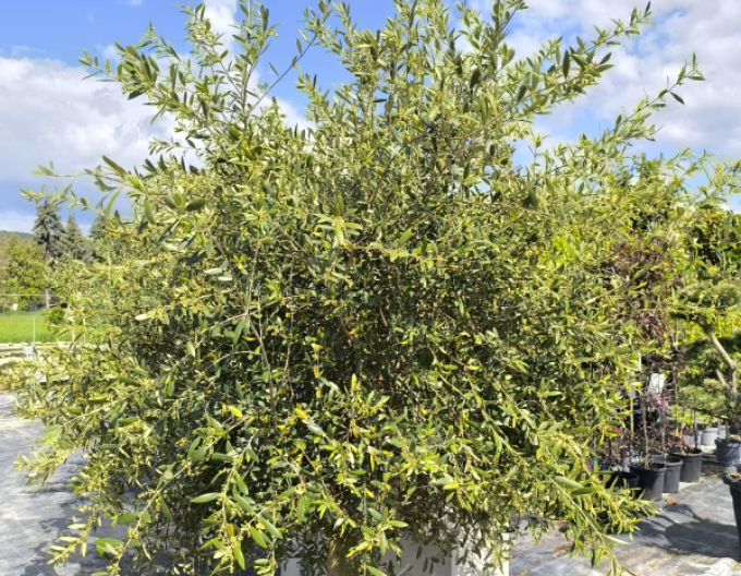 Evropský olivovník na kmínku