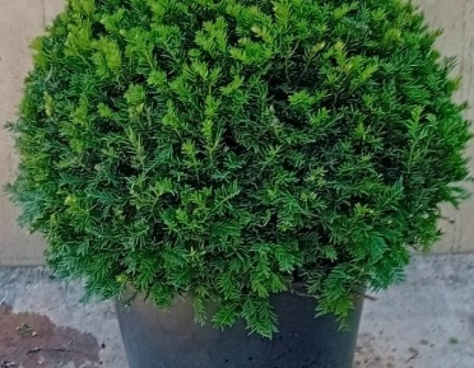 Tis červený. - ve tvaru koule