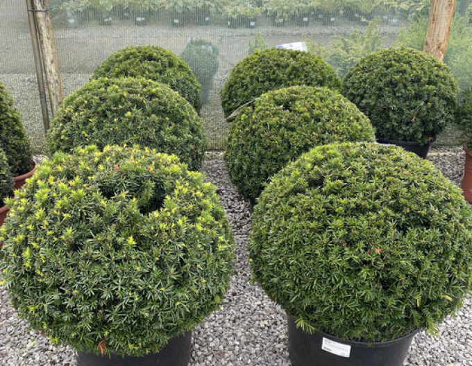 Tis červený. - ve tvaru koule