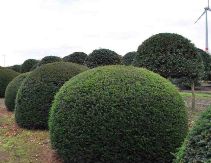 Tis červený. - ve tvaru koule