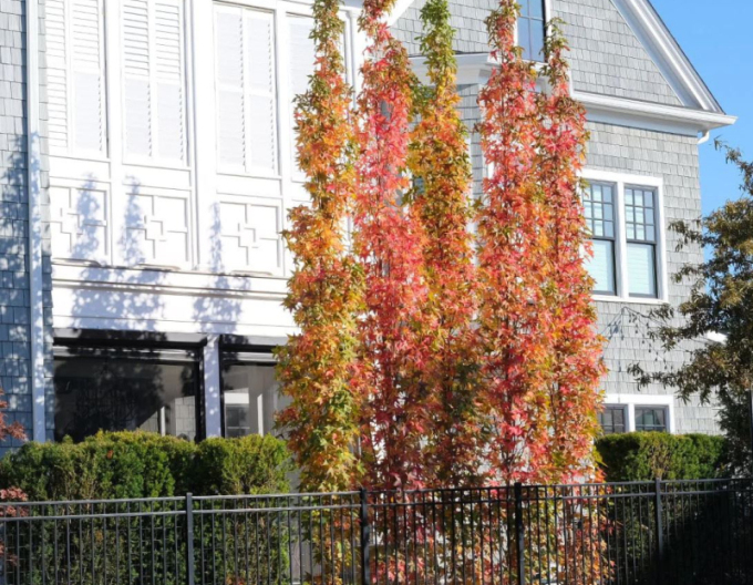 Ambroň Slender Silhouette 200 - 250cm