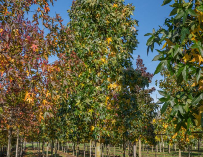 Ambroň Slender Silhouette 200 - 250cm