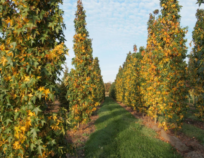 Ambroň Slender Silhouette 200 - 250cm