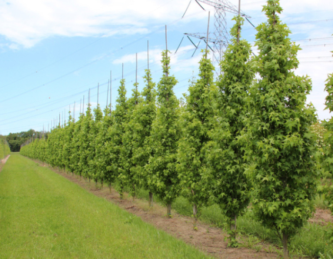 Ambroň Slender Silhouette 200 - 250cm