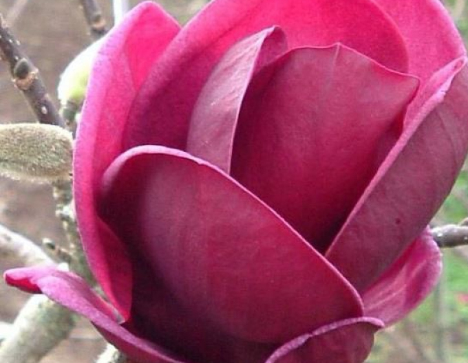 Šácholan ´Genie´