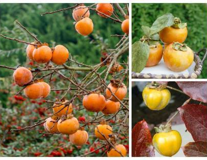 Hurmikaki Vaniglia na kmínku