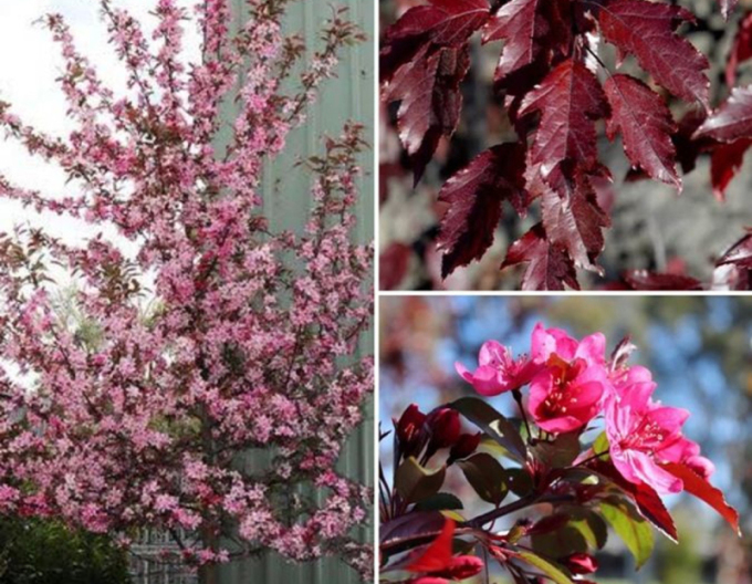 Okrasná jabloň ´Raindorps´