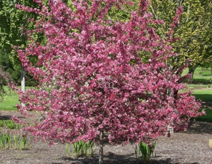 Okrasná jabloň ´Raindorps´