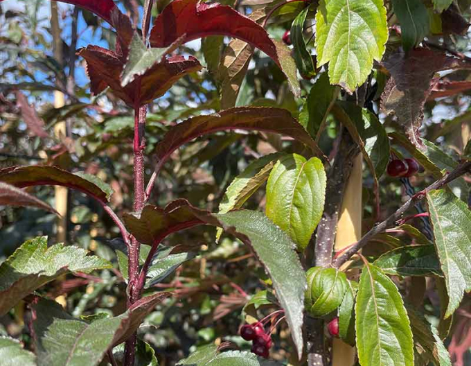 Okrasná jabloň ´Raindorps´