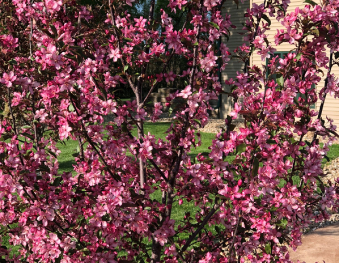 Okrasná jabloň ´Raindorps´