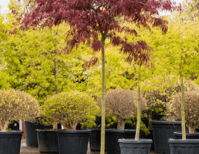 Javor dlanitolistý Garnet na kmínku 100cm