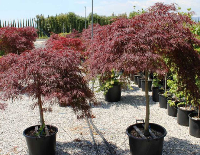 Javor dlanitolistý Garnet na kmínku 100cm