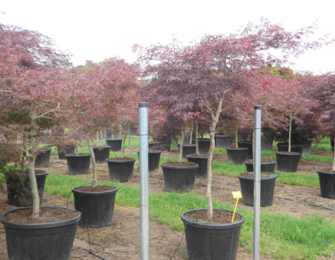 Javor dlanitolistý Garnet na kmínku 100cm