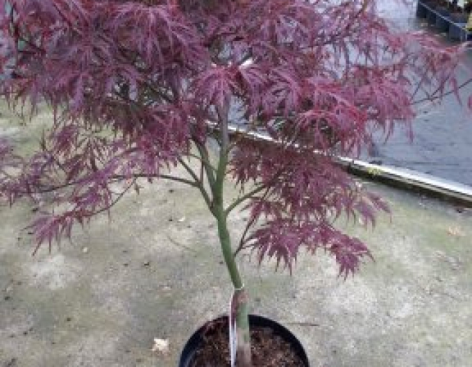 Javor dlanitolistý Garnet na kmínku 100cm