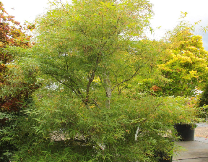 Javor dlanitolistý ´Kotono Itu´