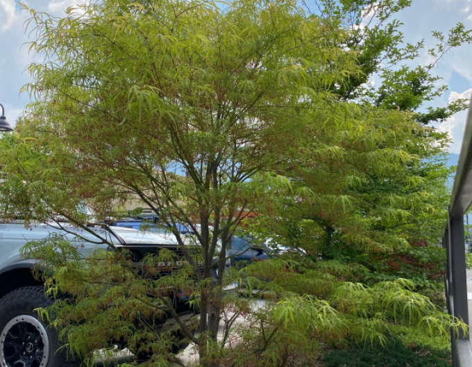 Javor dlanitolistý ´Kotono Itu´