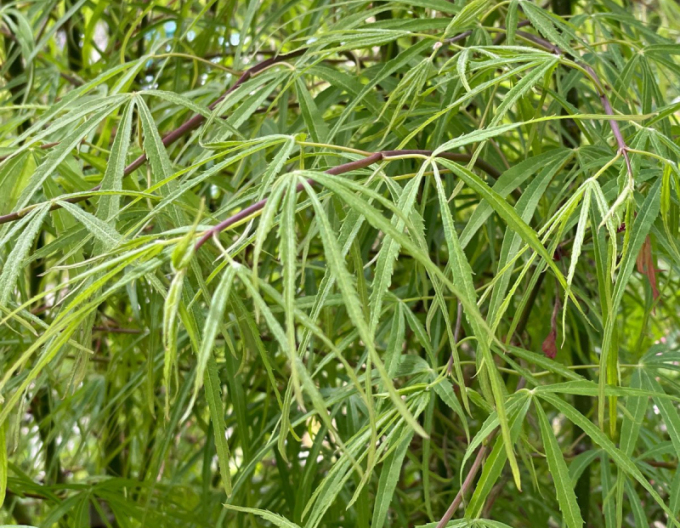 Javor dlanitolistý ´Kotono Itu´