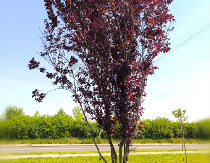 Slivoň ´Pissardi´ vícekmenný