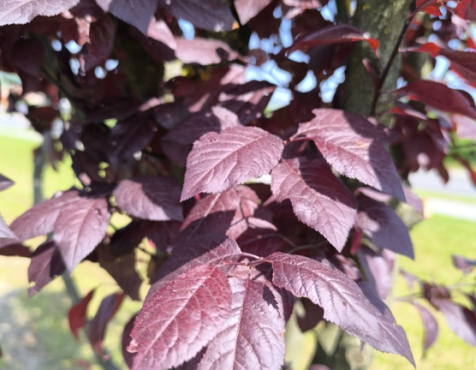 Slivoň ´Pissardi´ vícekmenný