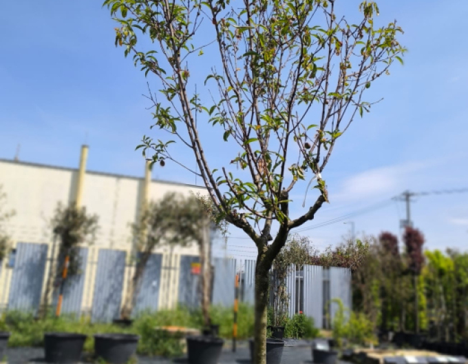 Nektarinka Big top raná